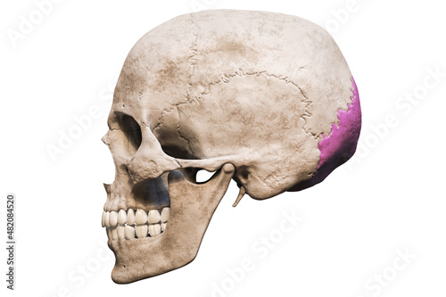 Anatomically accurate human male skull with colorized occipital bone lateral or profile view isolated on white background with copy space 3D rendering illustration. Blank anatomical and medical chart.