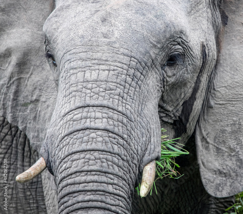 Wild big one African elephant feeds on green grass.