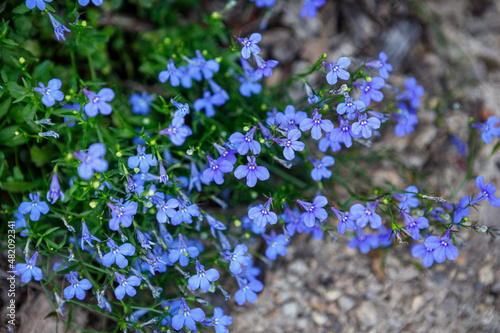 Beautiful lobelia 'blue carpet' flowers blooming in spring as a border or groundcover