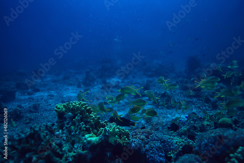 scena podwodna / rafa koralowa, świat dzikiej przyrody oceanu