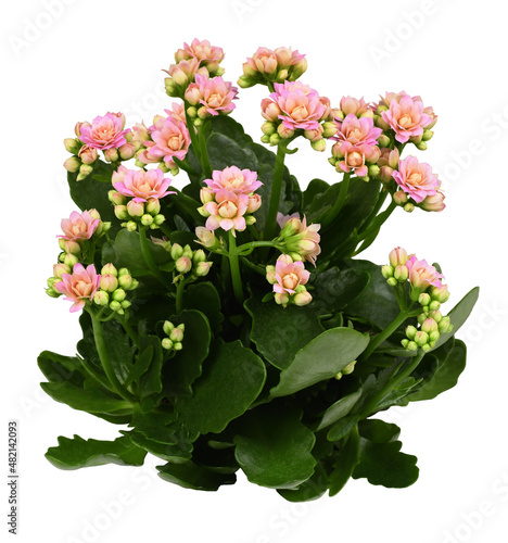 Shrub of pink kalanchoe flowers and green leaves isolated