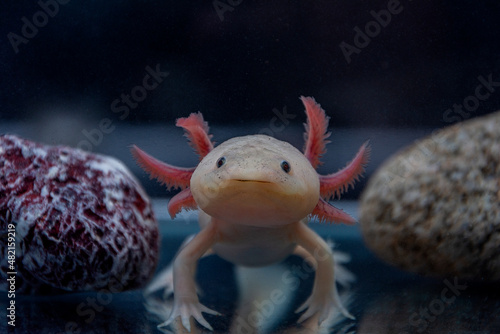 Cute smiling axolotl. Aquarium. Mexican ambistoma.