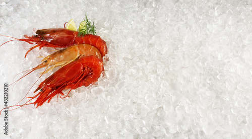 Prawns and Carabinero Shrimps on white Ice Background