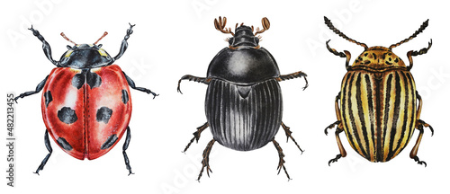 Dung beetle, colorado beetle, ladybug isolated on a white background. Illustration. Watercolor. Hand drawn. Closeup. 