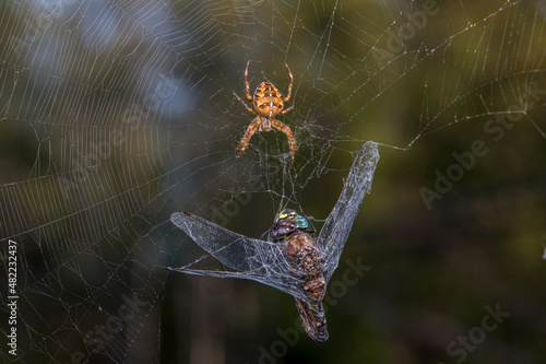 Dragonfly Caught in Spider Web Being Eaten by Spider