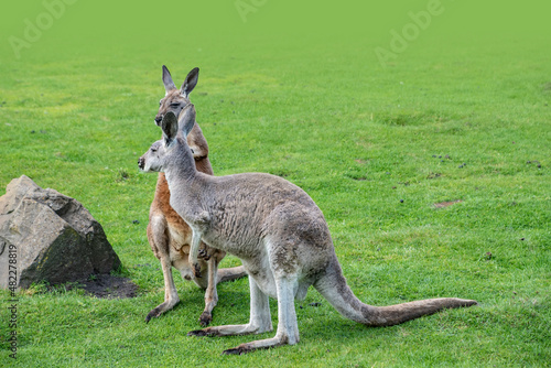 Macropus giganteus - Eastern Grey Kangaroo marsupial found in eastern third of Australia, also known as the great grey kangaroo and the forester kangaroo. Two - pair of kangaroos