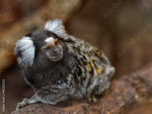 The common marmoset (Callithrix jacchus) also called white-tufted marmoset or white-tufted-ear marmoset is a New World monkey and seated on branch tree
