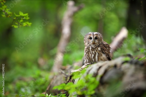 Tawny owl, strix aluco, sitting in green fresh forest with copy space. Brown bird looking to the camera in summer woodland. Feathered raptor resting on fallen tree.