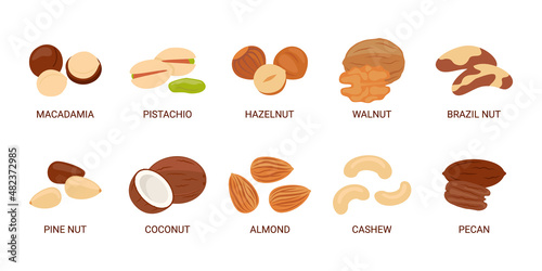Nuts set. Macadamia, pistachio, hazelnut, walnut, brazil nut, cedar pine nut, coconut, almond, cashew, pecan. Vector illustration in cartoon flat style