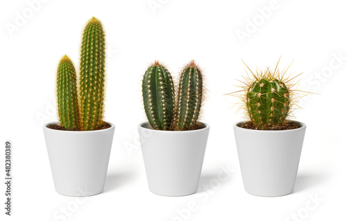 Three cactus pots