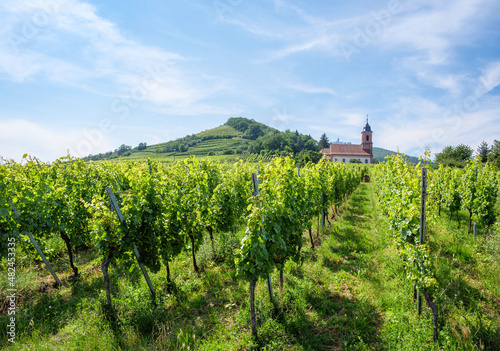 The church of Orschwiller in Alsace in the middle of the vast vineyards and famous for the white wines. In the background the Haut Kœnigsbourg castle.