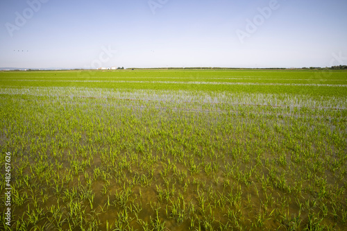 Plantación de arroz a mediados de junio. El Palmar, Valencia.