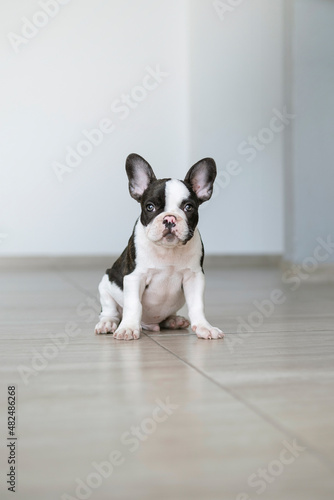 sitting french bulldog looking straight ahead with attention