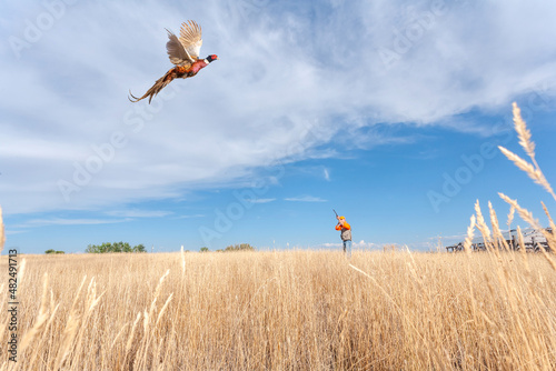 An adult male (upland game) pheasant hunter shooting at a flying (ring-necked) pheasant.