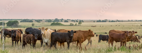 Herd of cow and calf pairs on pasture on the beef cattle ranch, at sunset, just before hot fence weaning occurred