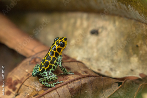 colourful dart frog on leafs in peruvian amazon (Ranitomeya imitator "Tarapoto")