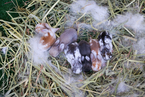 Newborn baby holland lop bunny in nest with mommy fur and dry grass. Group of baby rabbit are moving and sleeping around nest. New life of animal concept.