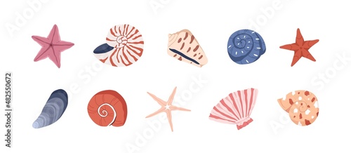 Sea shells, starfishes set. Underwater mollusk animals. Marine molluscs seashells, scallops, snails, cockleshells, mussels and conches. Vector illustration of shellfishes isolated on white backgroun