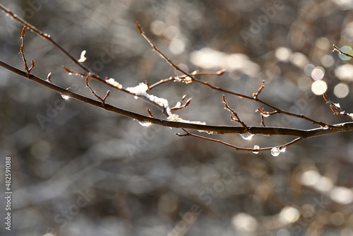 Rozbłyski słońca w kroplach roztopionego śniegu na bukowej gałęzi.