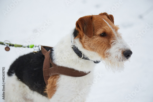 Zabawy z psem na sniegu