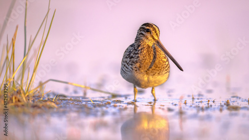 Common snipe in Wetland bright background