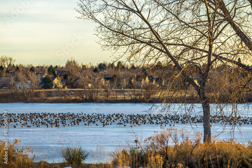 Quincy Reservoir landscape with Canadian geese resting on the icy lake at the opening to clear water. Aurora, Colorado