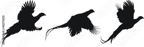 Vector silhouettes of rooster ring-necked pheasants flying.