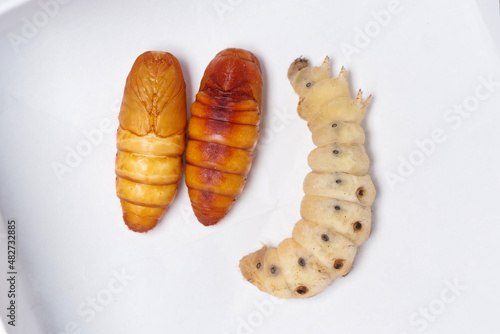 Close up of Silkworm pupa or silkworm chrysalis, the right one is the status between chrysalis and larvae.
