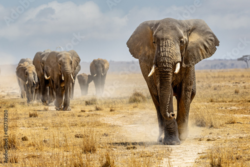 Large elephant leading a herd walking down a path in the dry lake bed of Amboseli National Park
