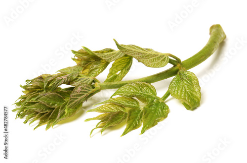 fern bracken on white background