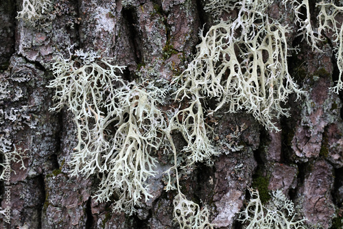 Oakmoss, a beautiful lichen used widely in perfume industry as a fixative