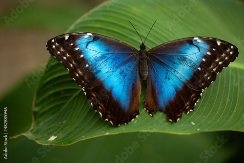 Blue morpho butterfly perched on leaf in jungle