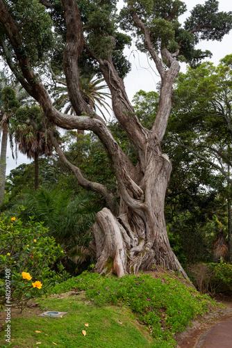 Metrosideros excelsa or New Zealand Christmas Tree in Jose Canto Botanical Garden in Ponta Delgada. The island of São Miguel. Azores, Portugal.