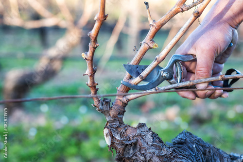 Close-up of a vine grower hand. Prune the vineyard with professional steel scissors. Traditional agriculture. Winter pruning, Guyot method.