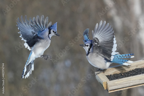 Blue Jays fighting for food at the feeder on a freezing cold but sunny winter day beside the squirrel proof feeder pole. Feeding wild birds
