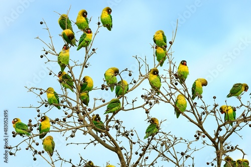 Ein Schwarm Schwarzköpfchen (Agapornis personatus) auf einem Baum in Tansania.