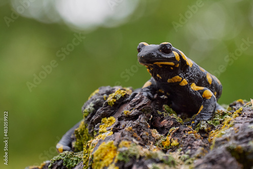 Salamandra penibética (Salamandra longirostris)