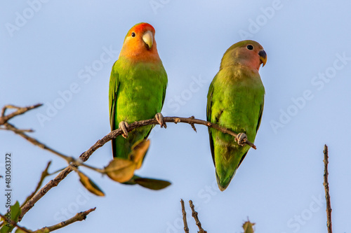 Rosy-faced Lovebirds in Namibia