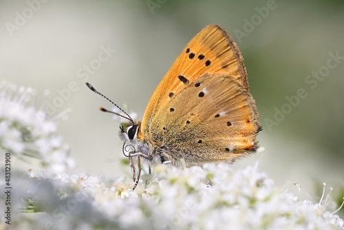 Scarce copper butterfly feeding on Cow Parsley