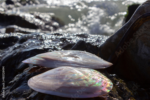 Margaritifera is a genus of bivalve mollusks from the Unionoida order of the Margaritiferidae family, freshwater pearl mussels. Polished with iridescent mother-of-pearl. Brown, beige.