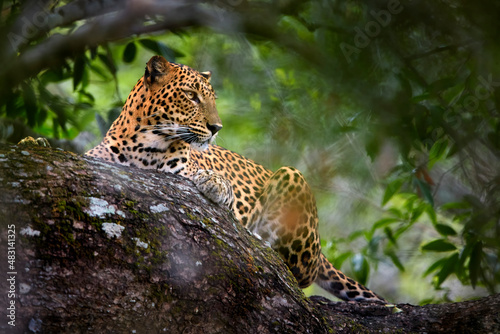 Sri Lankan leopard, Panthera pardus kotiya, laying on a tree, surrounded by dense vegetation. Yala national park, Sri Lanka.
