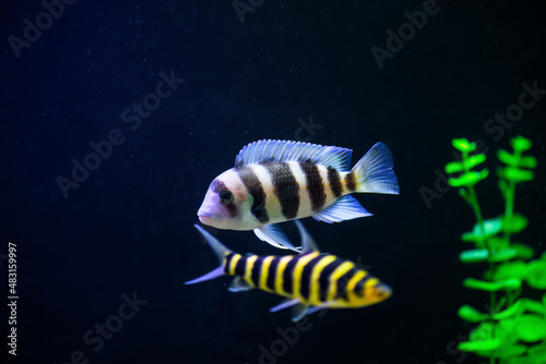 Frontosa fish in aquarium. Cyphotilapia foreheaded (Cyphotilapia frontosa)