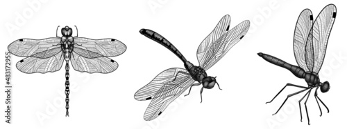 Set of graphic dragonflies. Animals, insects, textures. Design elements and illustrations.