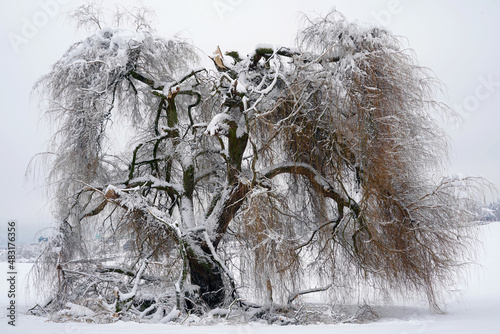 Weeping willow tree in winter under snow. It has broken branches because of snow weighing heavily on in. Example of damages on trees in winter.