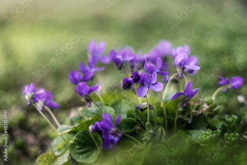 Marzycielski, artystyczny obraz fioletowych, niebieskich kwiatów wczesno wiosennych w ciepłe ale pochmurne popołudniowe.
