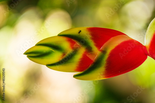 Flor colorida encontrada na região de Mata Atlântica. Heliconia rostrata , a garra de lagosta pendurada ou falsa ave do paraíso , é uma planta herbácea nativa de alguns países da América do Sul. 