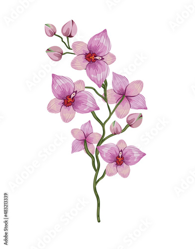 cattleya branch design