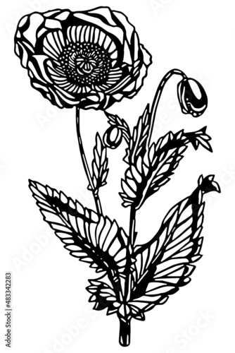 Black and white anemone flower plant with leaves and buds in vintage woodcut printing style. Single layer SVG vector graphic suitable for use as digital cut file mask stencil