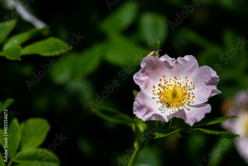 Róża dzika (Rosa canina) w pełnym wiosennym rozkwicie.