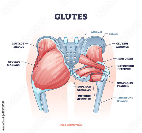 Glutes as gluteal body muscles for human buttocks strength outline concept. Labeled educational anatomical scheme with physical skeletal and gluteus medius, maximus and minimus vector illustration.